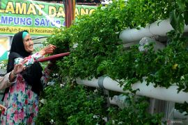 Kampung sayur cempako Palembang Page 2 Small