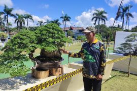 Pecinta bonsai se-Babel ikuti kontes bonsai nasional
