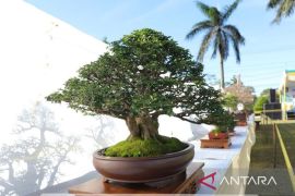 Pj Gubernur Suganda apresiasi pegiat tanaman bonsai