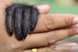 Merawat bayi siamang