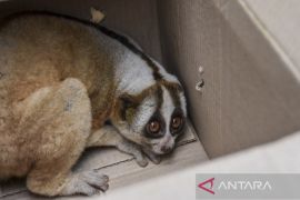 Evakuasi Kukang Jawa di Kabupaten Ciamis