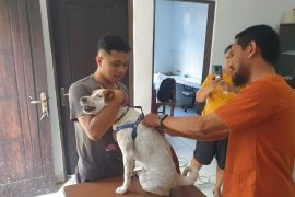 Lima warga Ambon meninggal digigit anjing  rabies