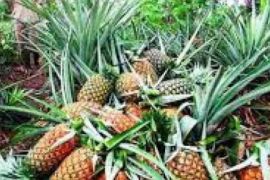 BSIP Provinsi Riau latih 50 pelaku usaha olahan nenasperoleh SNI