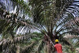 Harga sawit Riau turun Rp87,50/kg seminggu ke depan