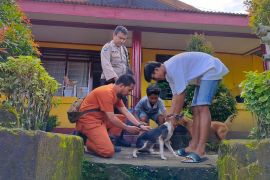 DPKP Ambon vaksin ratusan ekor anjing cegah  rabies