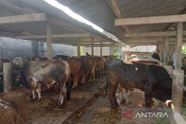 Segera laporkan ternak tak sehat cegah antraks