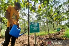 Ironwood tree most difficult to grow