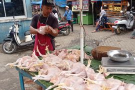 Harga daging ayam di Lebak Banten mulai turun