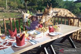 Merasakan pengalaman sarapan bersama jerapah di Baobab Safari Resort