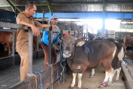 Pempov Kalsel tingkatkan lalulintas pengawasan ternak cegah penyebaran Antraks.