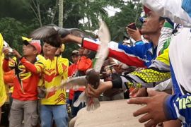 Polda Jabar gelar ketangkasan merpati di Tasikmalaya diikuti ribuan peserta