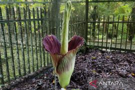 Bunga bangkai raksasa di Kebun Raya Cibodas sedang mekar