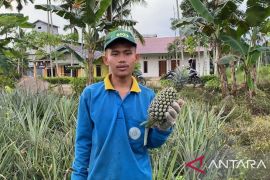 Petani nanas yang memiiki semangat luar biasa
