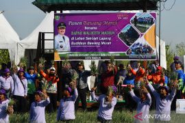 Panen bawang merah sekolah lapang di Madiun