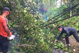 BPBD Agam bersihkan pohon tumbang tutup jalan kabupaten