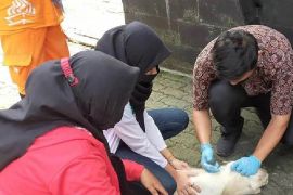 Pemprov Sumut imbau warga vaksinasi hewan  peliharan antisipasi rabies