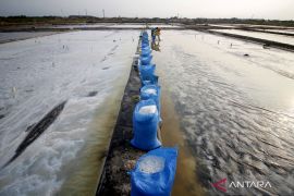 Panen garam di Pasuruan