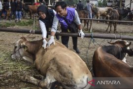 Cegah penularan antraks di pasar hewan Manonjaya
