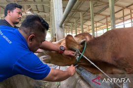 Dinas Ketahanan Pangan dan Pertanian Serang suntik vaksin cegah PMK-LSD