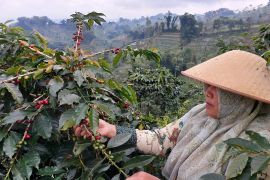 PLN Indonesia Power sebut Kampung Kopi Konservasi Mrica&nbsp;terapkan CSV