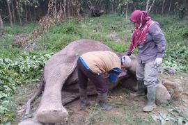 BBKSDA Riau lakukan uji laboratorium pastikan penyebab kematian gajah