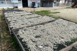 Harga ikan teri asin di Pulau Pasaran turun