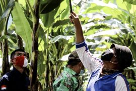 Bappeda Lampung: Pertanian hijau dukung transformasi ekonomi