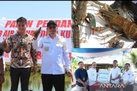 Pemkab Bangka Tengah dorong warga membudidayakan lobster