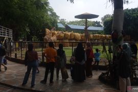 Manajemen KBS catat kenaikan jumlah kunjungan saat masa libur sekolah