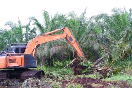 Kalbar realisasikan program peremajaan sawit rakyat 17.618 hektare