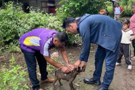 Sukabumi Jabar tangani 73 kasus gigitan hewan penular rabies