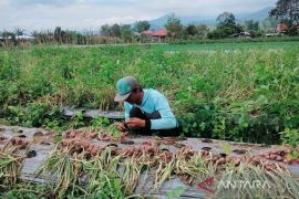 BRIN kaji potensi abu terbang untuk kembangkan komoditas bawang merah