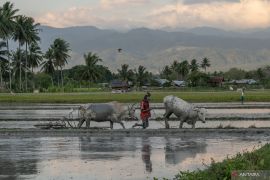 Bapanas turut dukung penjaminan keamanan produk pangan yang siap ekspor