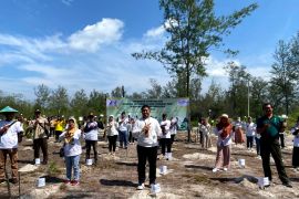 Loka POM Belitung menanam 215 batang kayu putih