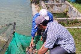 BPAT Nalui kembangkan budidaya ikan nila merah