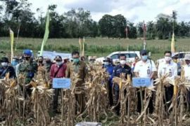 Bengkayang bertekad jadi sentra jagung Kalbar