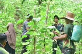 Usai kerja, Satgas TMMD ke-117 Kodim 1003/HSS bantu warga panen sayuran