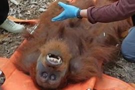 BKSDA evakuasi orang utan terjebak di perkebunan warga Aceh Tamiang