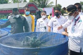 Pemkab HSS jaga populasi ikan lokal lewat Kampung Gabus Haruan