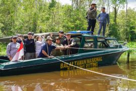 Menteri LHK bersama delegasi USAID saksikan pelepasliaran orang utan di TNTP