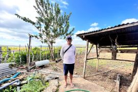 Pertanian modern berbasis listrik kian berkembang, program electrifying agriculture PLN tumbuh 22,28 persen