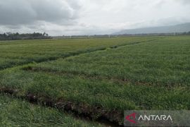 Petani Bantul programkan tanam bawang merah empat kali setahun di lahan pasir