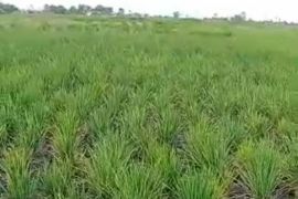 Ratusan hektare lahan petani di Kecamatan Bumi Makmur kekeringan