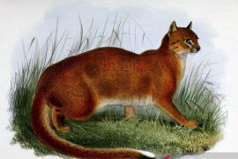 BNF Indonesia: Kucing merah di hutan Kalteng terancam punah