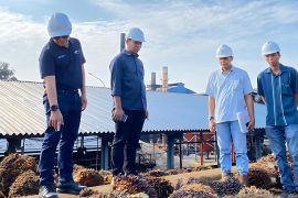 Semester pertama, produktivitas CPO PTPN V lampaui target RKAP 2023