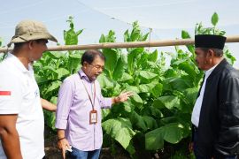 PTPN X petik perdana tembakau ekspor di Kebun Klaten