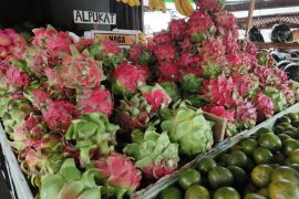 Jawai jadi sentra utama produksi buah naga di Kalbar