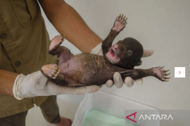 BBKSDA temukan bayi beruang madu