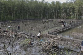 Polisi tangkap seorang perusak hutan mangrove di Bandarlampung