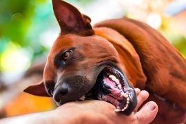 Kasus gigitan hewan liar di Batanghari meningkat hingga pertengahan 2023